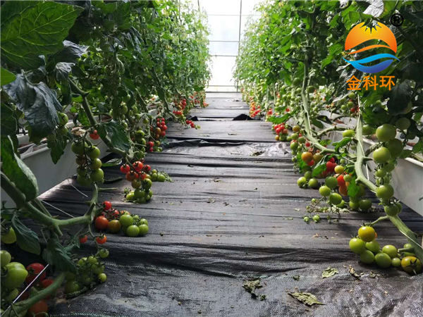 西红柿种植槽22